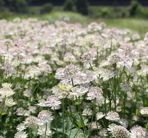 Jarmanka větší 'Buckland' - Astrantia major 'Buckland'
