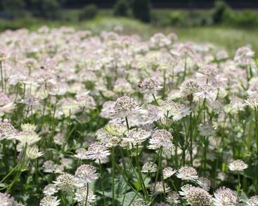 Jarmanka větší 'Buckland'