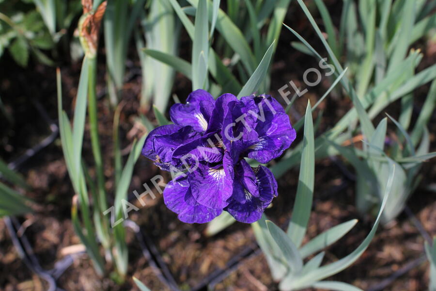 Kosatec sibiřský 'Concord Crush' - Iris sibirica 'Concord Crush'