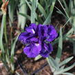Kosatec sibiřský 'Concord Crush' - Iris sibirica 'Concord Crush'