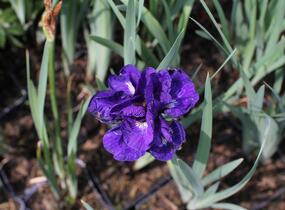 Kosatec sibiřský 'Concord Crush' - Iris sibirica 'Concord Crush'