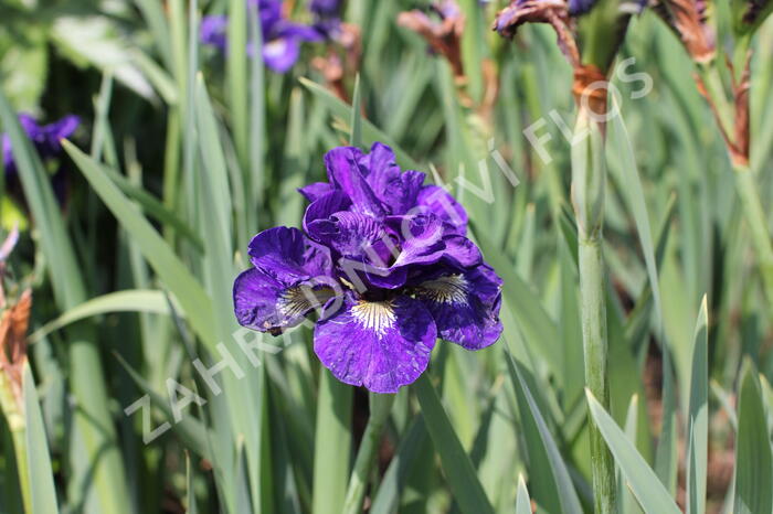 Kosatec sibiřský 'Concord Crush' - Iris sibirica 'Concord Crush'
