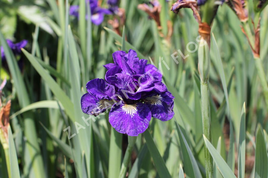 Kosatec sibiřský 'Concord Crush' - Iris sibirica 'Concord Crush'