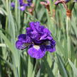 Kosatec sibiřský 'Concord Crush' - Iris sibirica 'Concord Crush'