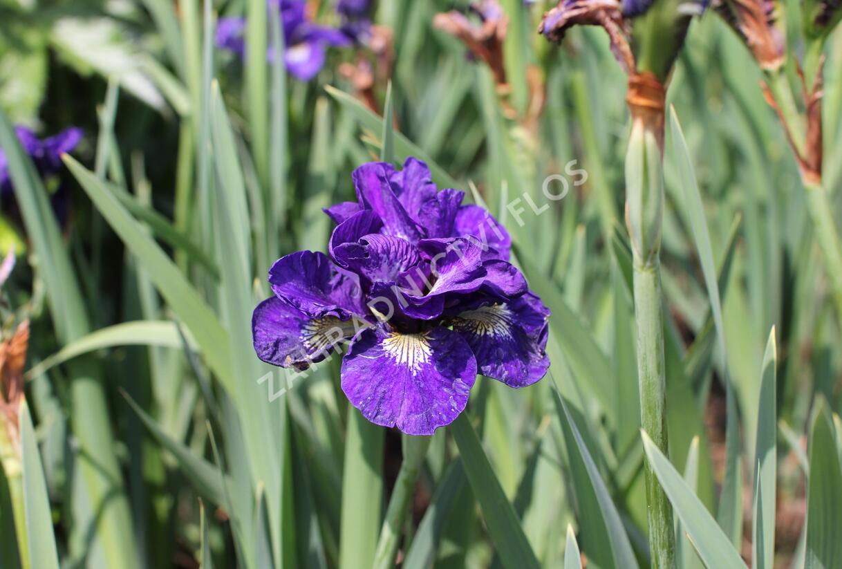 Kosatec sibiřský 'Concord Crush' - Iris sibirica 'Concord Crush'