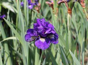 Kosatec sibiřský 'Concord Crush' - Iris sibirica 'Concord Crush'