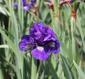 Kosatec sibiřský 'Concord Crush' - Iris sibirica 'Concord Crush'