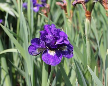Kosatec sibiřský 'Concord Crush'