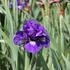Iris sibirica 'Concord Crush'_01.JPG