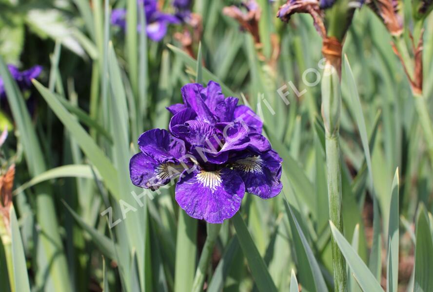 Kosatec sibiřský 'Concord Crush' - Iris sibirica 'Concord Crush'