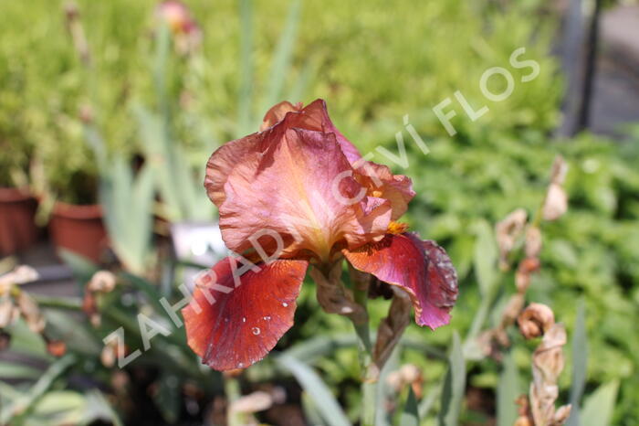 Kosatec německý 'Natchez Trace' - Iris barbata-elatior 'Natchez Trace'