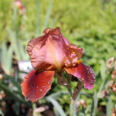 Kosatec německý 'Natchez Trace' - Iris barbata-elatior 'Natchez Trace'