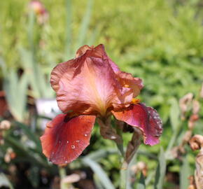 Kosatec německý 'Natchez Trace' - Iris barbata-elatior 'Natchez Trace'