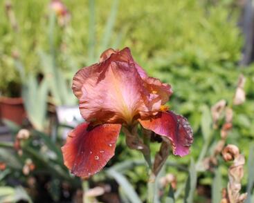 Kosatec německý 'Natchez Trace'