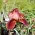 Iris barbata-elatior 'Natchez Trace'.JPG