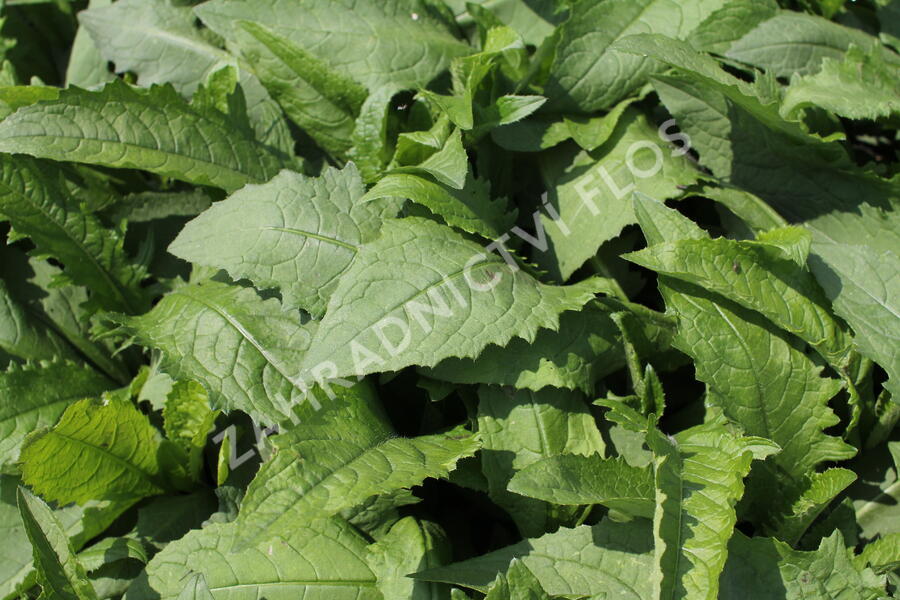 Pcháč potoční 'Atropurpureum' - Cirsium rivulare 'Atropurpureum'
