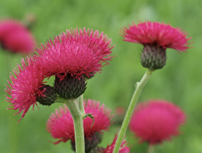 Pcháč potoční 'Atropurpureum' - Cirsium rivulare 'Atropurpureum'