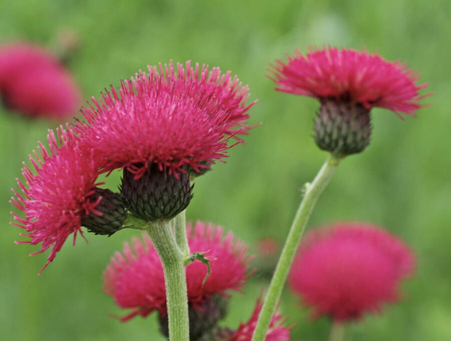 Pcháč potoční 'Atropurpureum' - Cirsium rivulare 'Atropurpureum'