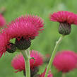 Pcháč potoční 'Atropurpureum' - Cirsium rivulare 'Atropurpureum'