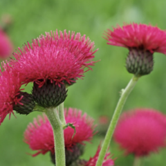 Pcháč potoční 'Atropurpureum' - Cirsium rivulare 'Atropurpureum'