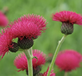 Pcháč potoční 'Atropurpureum' - Cirsium rivulare 'Atropurpureum'