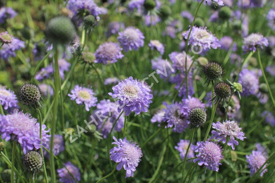 Hlaváč japonský - Scabiosa japonica var. alpina
