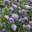 Hlaváč japonský - Scabiosa japonica var. alpina