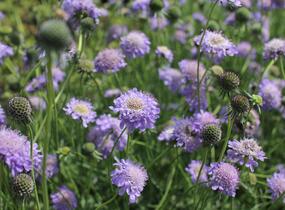 Hlaváč japonský - Scabiosa japonica var. alpina