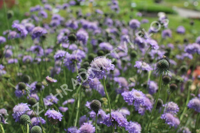 Hlaváč japonský - Scabiosa japonica var. alpina