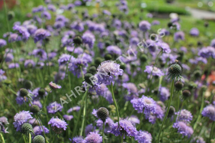 Hlaváč japonský - Scabiosa japonica var. alpina