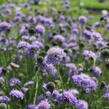 Hlaváč japonský - Scabiosa japonica var. alpina