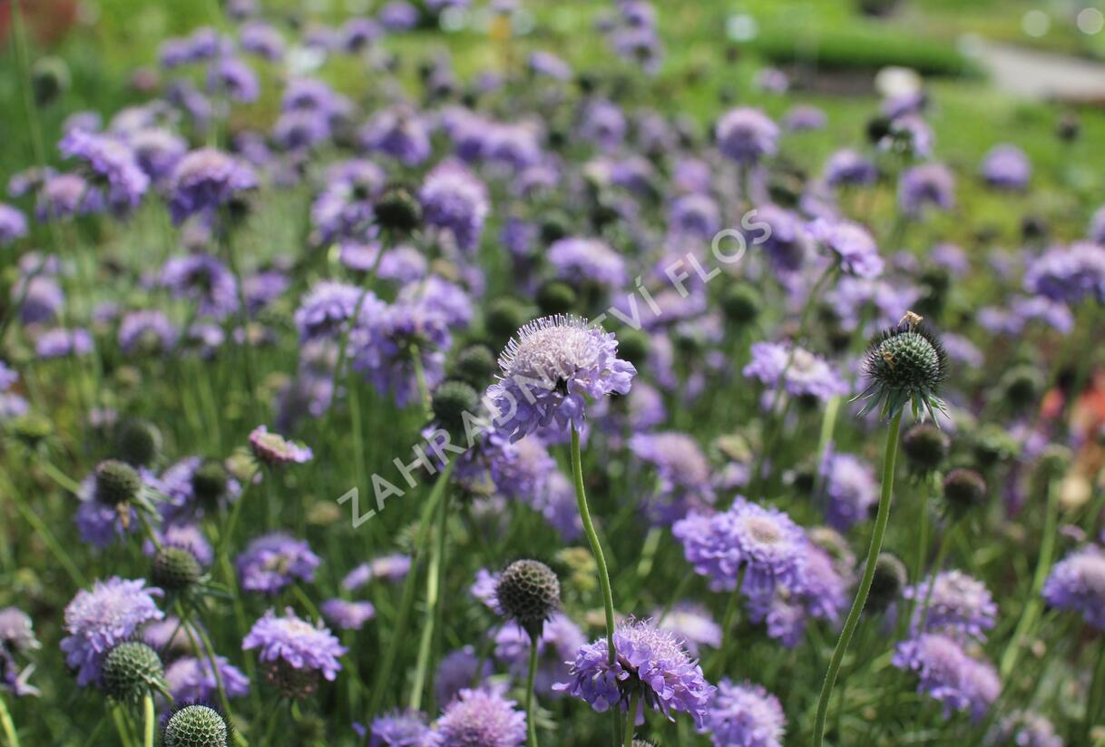 Hlaváč japonský - Scabiosa japonica var. alpina