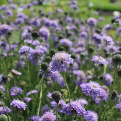 Hlaváč japonský - Scabiosa japonica var. alpina