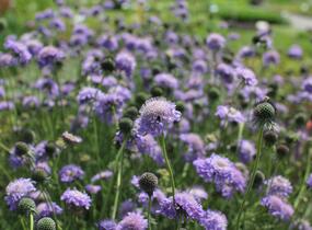 Hlaváč japonský - Scabiosa japonica var. alpina