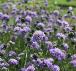 Hlaváč japonský - Scabiosa japonica var. alpina