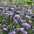 Scabiosa japonica var. alpina.JPG