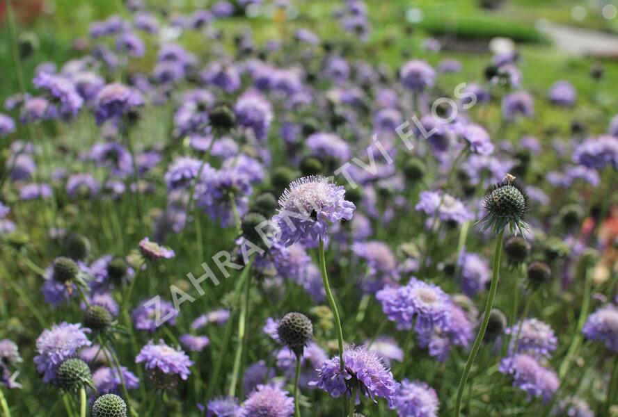 Hlaváč japonský - Scabiosa japonica var. alpina
