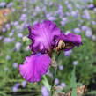 Kosatec 'Sultry Mood' - Iris barbata-elatior 'Sultry Mood'