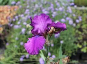 Kosatec 'Sultry Mood' - Iris barbata-elatior 'Sultry Mood'