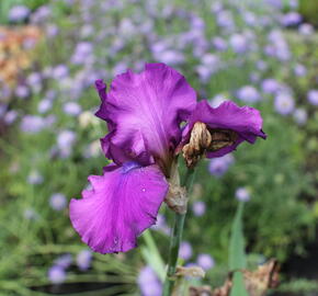Kosatec 'Sultry Mood' - Iris barbata-elatior 'Sultry Mood'