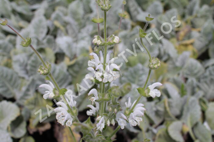 Šalvěj stříbřitá - Salvia argentea