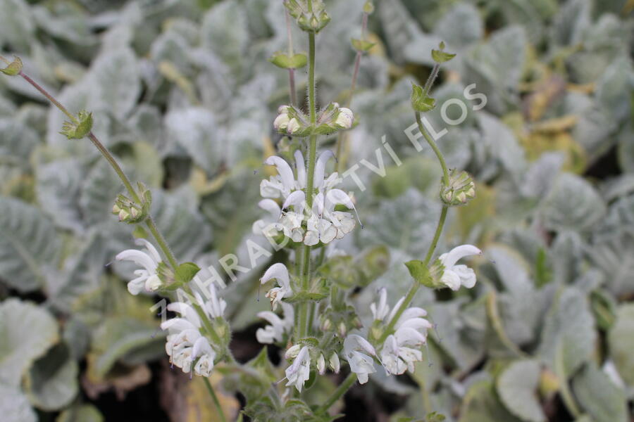 Šalvěj stříbřitá - Salvia argentea