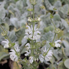Šalvěj stříbřitá - Salvia argentea
