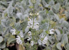 Šalvěj stříbřitá - Salvia argentea