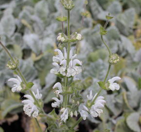 Šalvěj stříbřitá - Salvia argentea