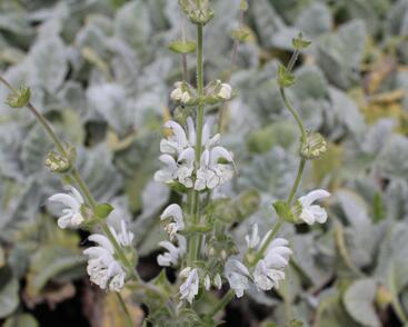 Šalvěj stříbřitá