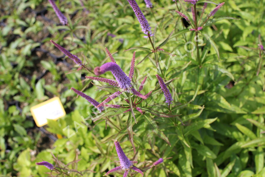 Rozrazilovec viržinský 'Cupid' - Veronicastrum virginicum 'Cupid'