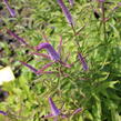 Rozrazilovec viržinský 'Cupid' - Veronicastrum virginicum 'Cupid'