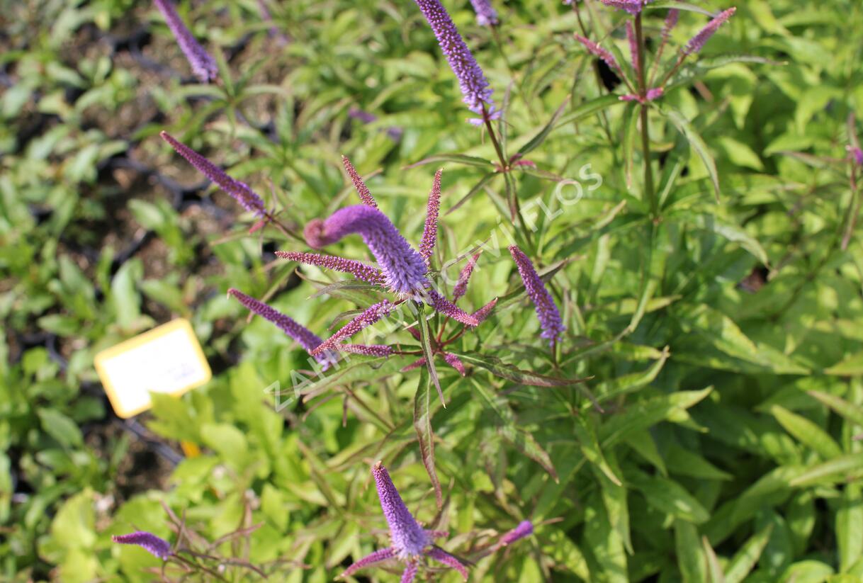 Rozrazilovec viržinský 'Cupid' - Veronicastrum virginicum 'Cupid'