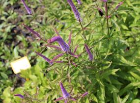 Rozrazilovec viržinský 'Cupid' - Veronicastrum virginicum 'Cupid'